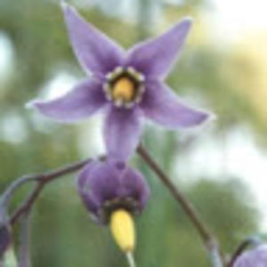 Meet your Posher, Rebel